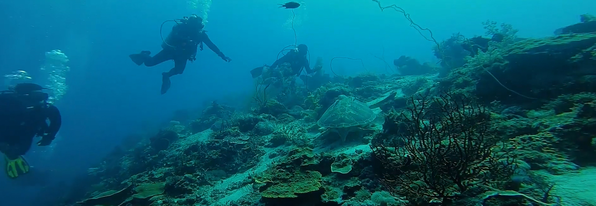 Sardine Run in Moalboal